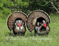 Two Turkeys Gobblers on a Full Strut