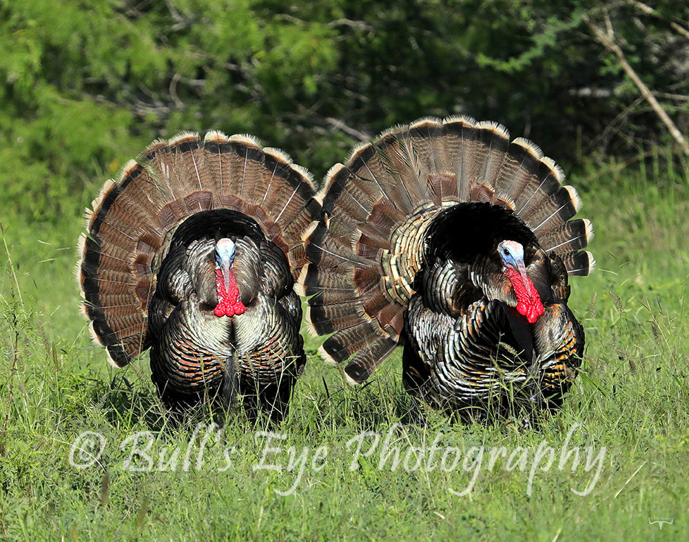 Two Turkeys Gobblers on a Full Strut