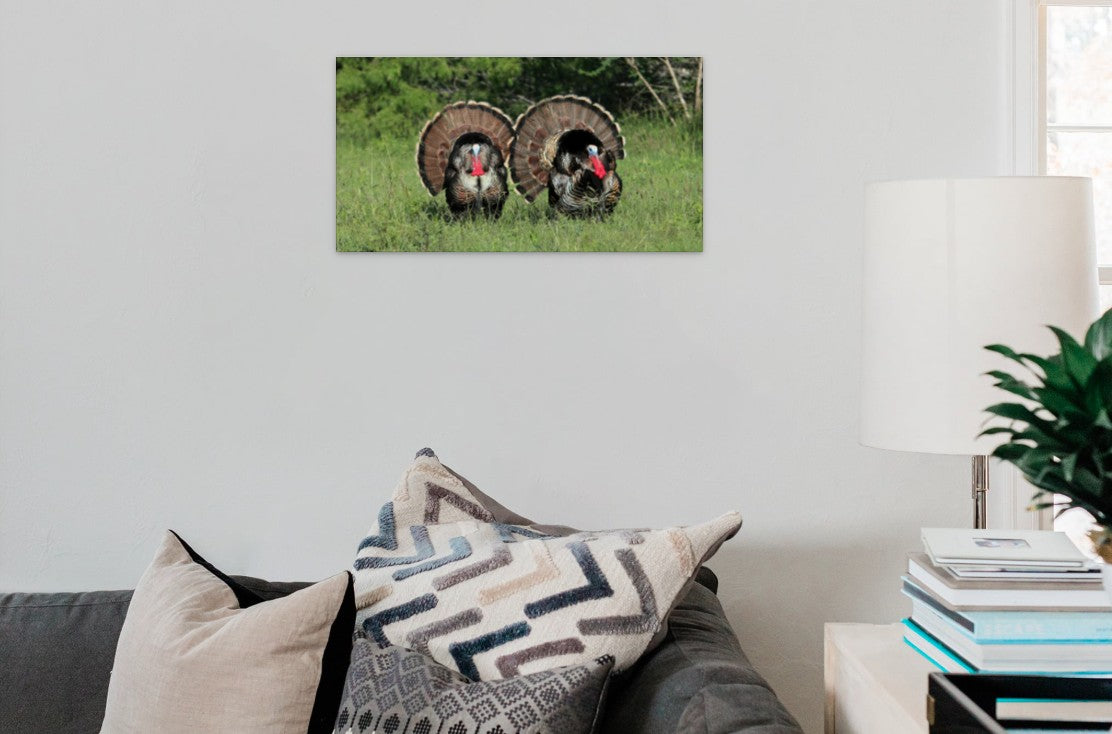 Two Turkeys Gobblers on a Full Strut