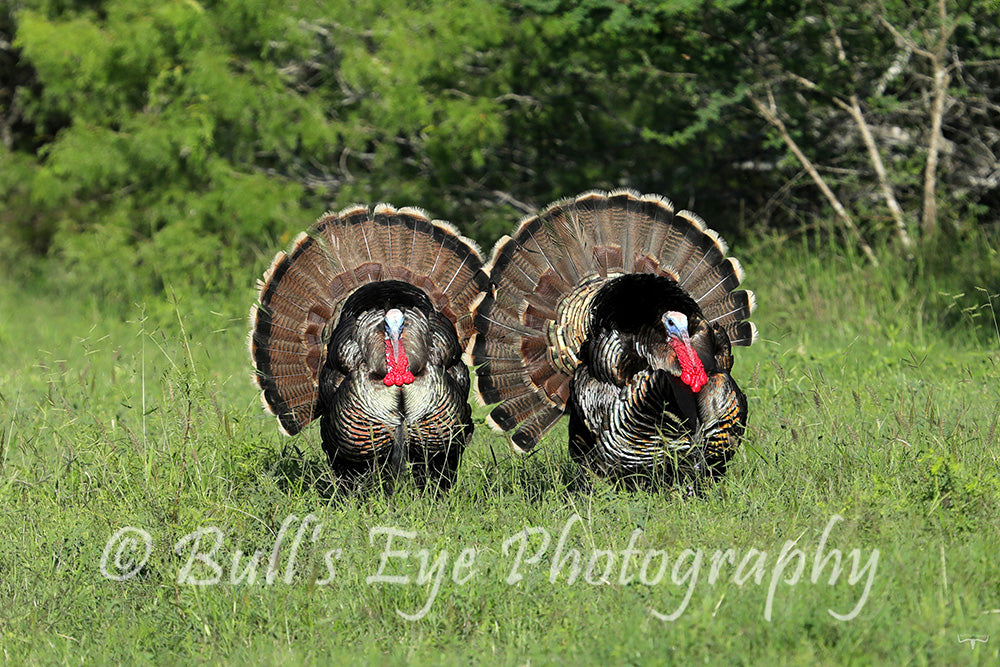 Two Turkeys Gobblers on a Full Strut