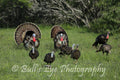 Turkeys Gobblers with the Hens