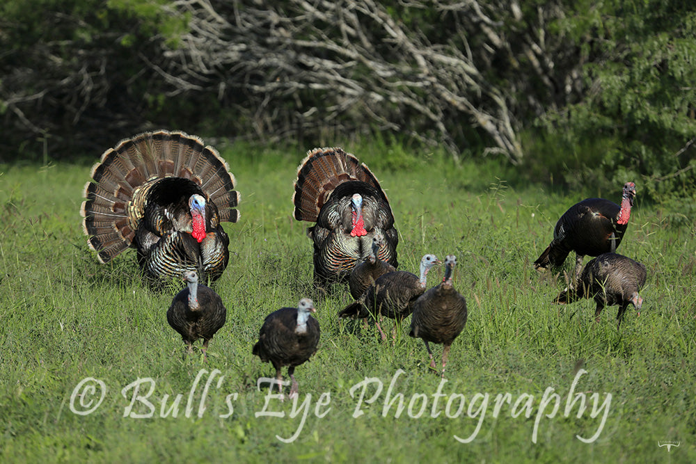 Turkeys Gobblers with the Hens