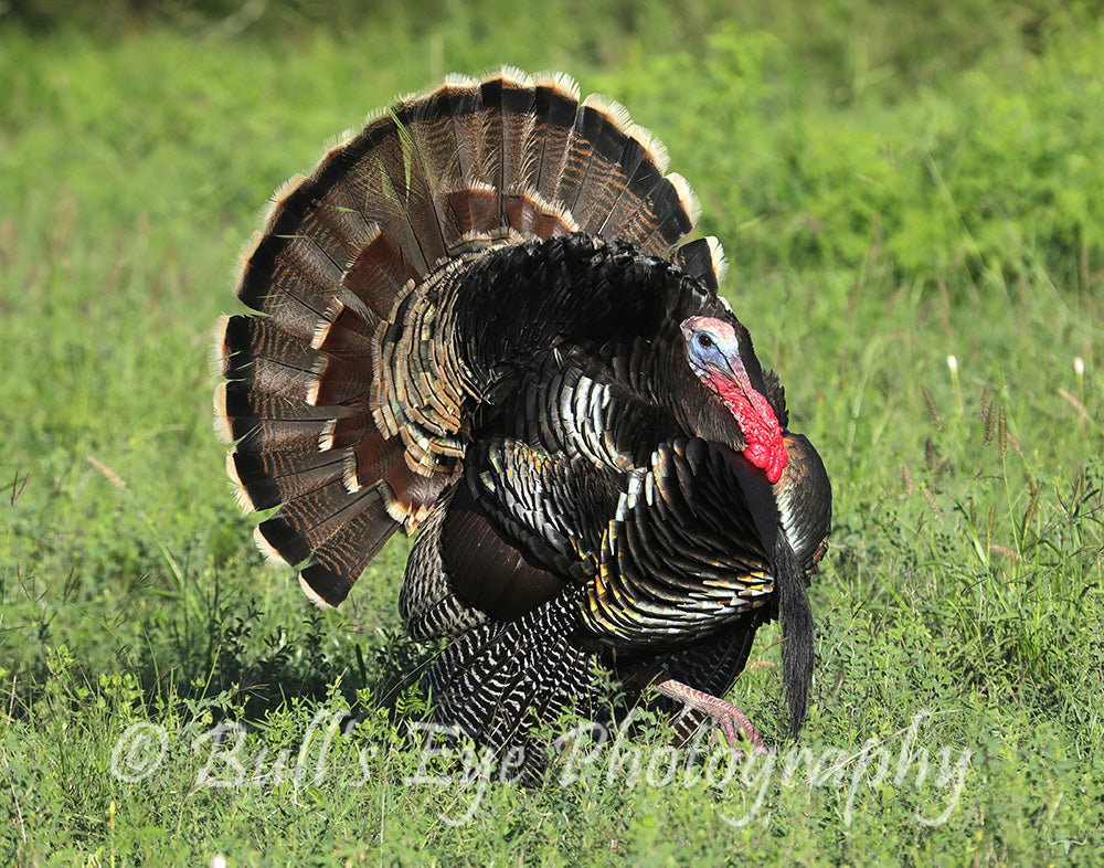 The Turkey Gobbler