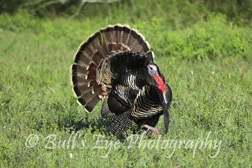 The Turkey Gobbler