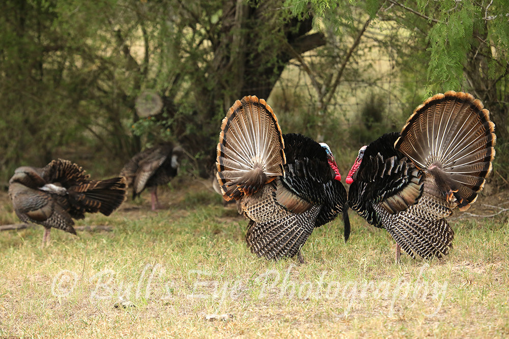 Face to Face Turkey Gobblers