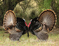 Face to Face Turkey Gobblers