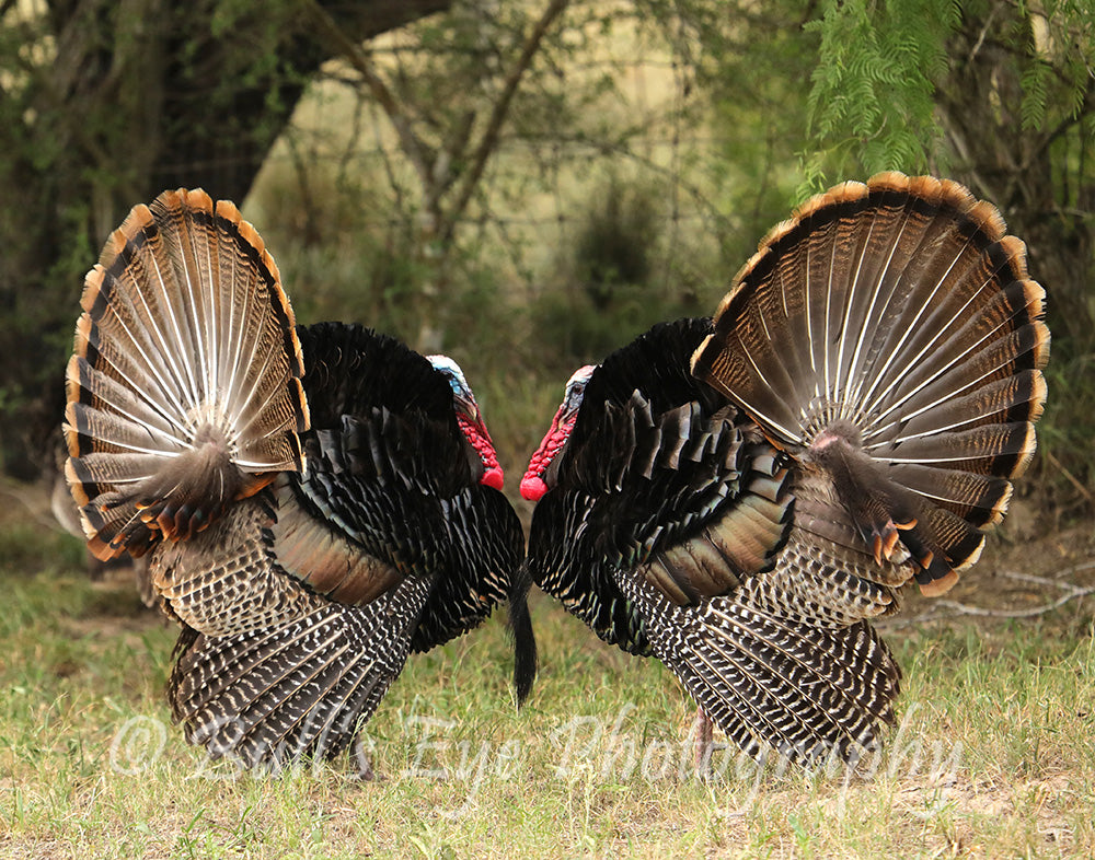 Face to Face Turkey Gobblers