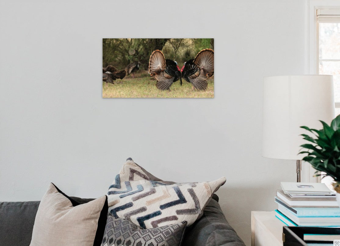 Face to Face Turkey Gobblers