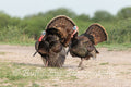 Turkey Gobblers