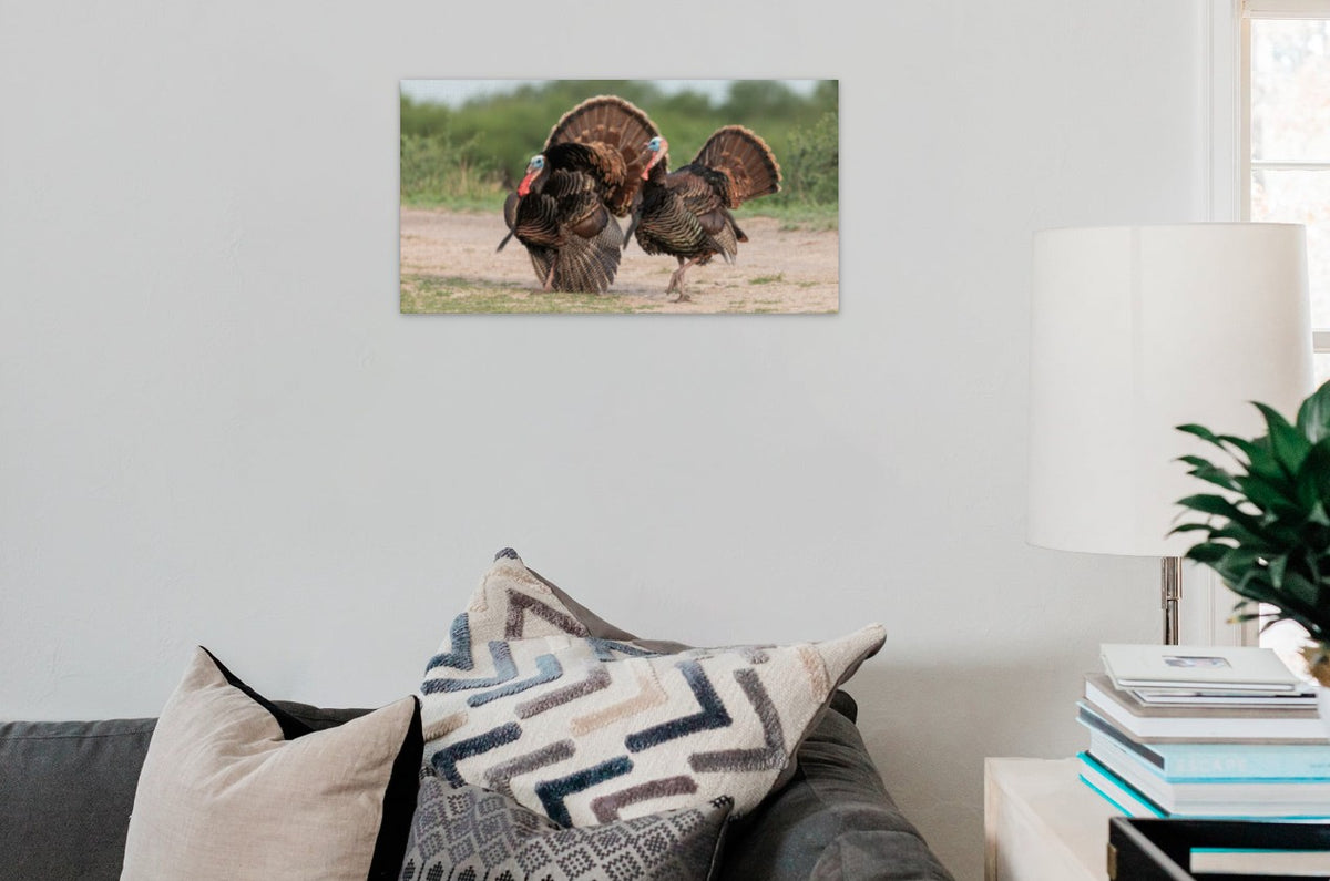 Turkey Gobblers
