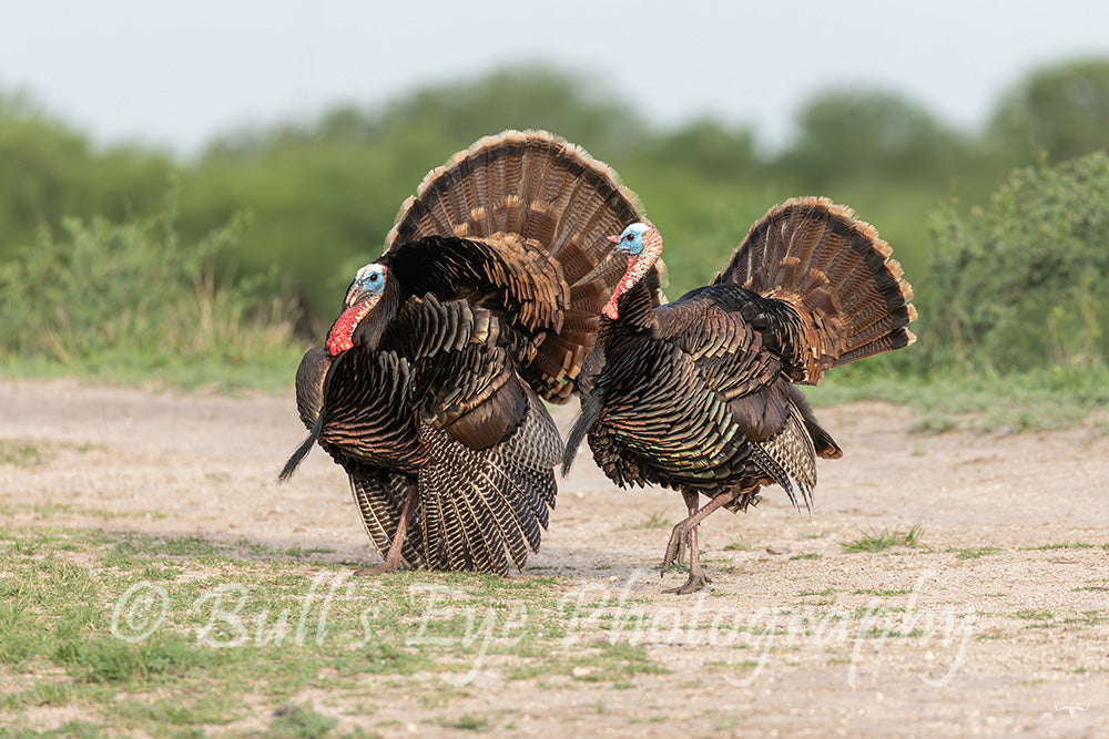 Turkey Gobblers