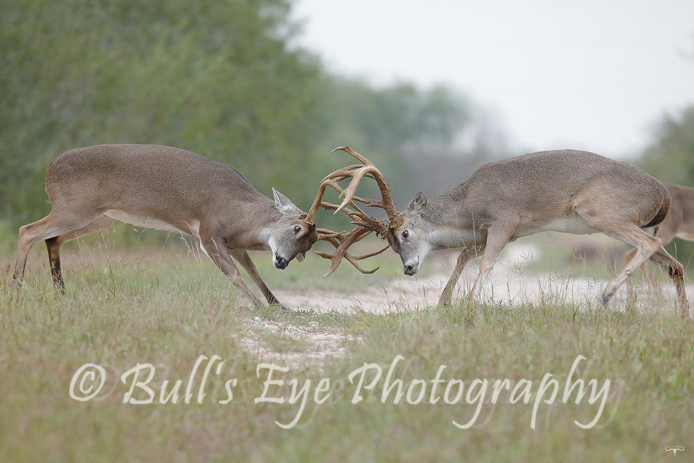 "The Rut is On"
