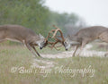 "The Rut is On"