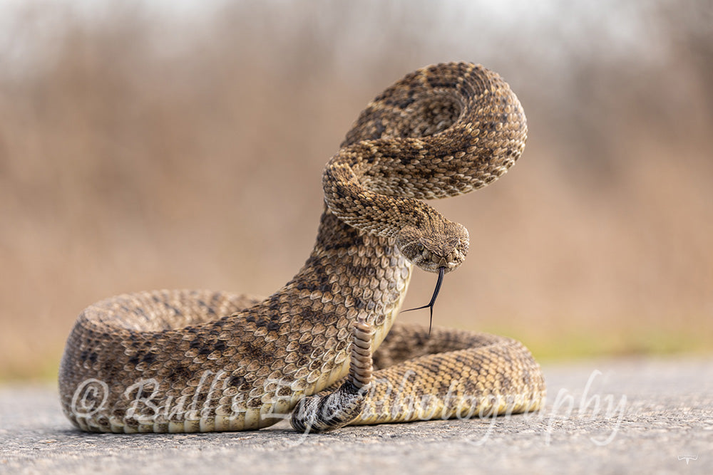 "The Loaded Spring"