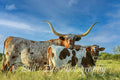 The Texas Longhorn