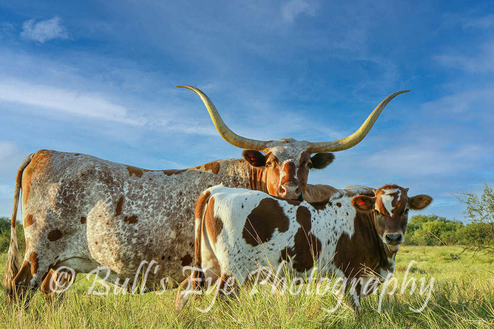 The Texas Longhorn