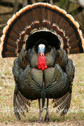 Turkey Gobbler