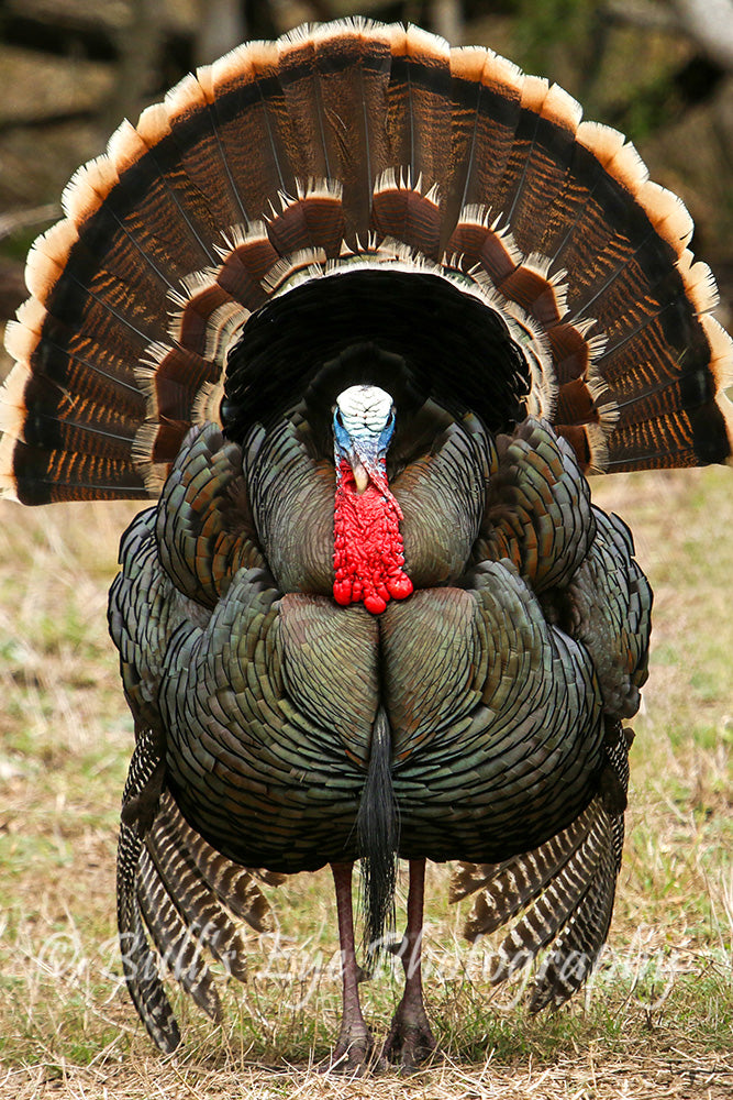 Turkey Gobbler