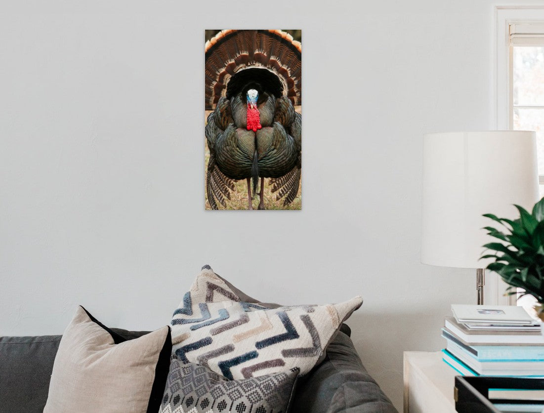 Turkey Gobbler