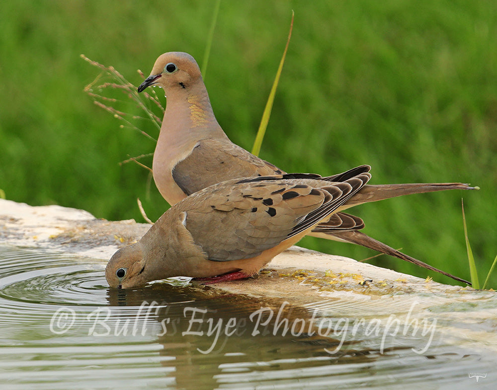 Mourning Doves Stop for a Drink of Water