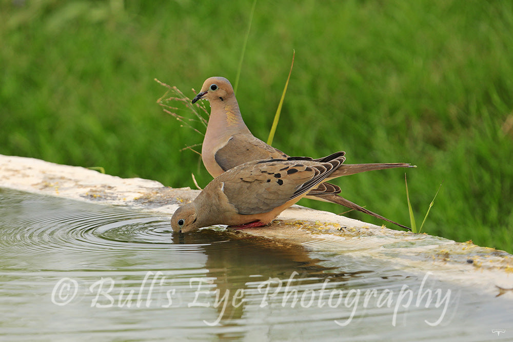 Mourning Doves Stop for a Drink of Water