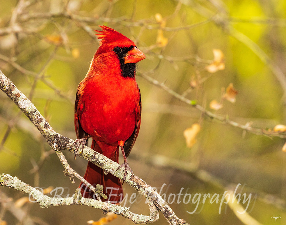 Northern Cardinal