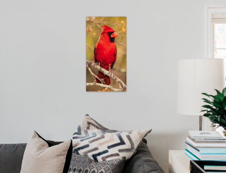Northern Cardinal