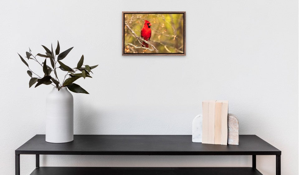 Northern Cardinal
