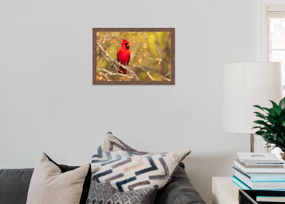 Northern Cardinal