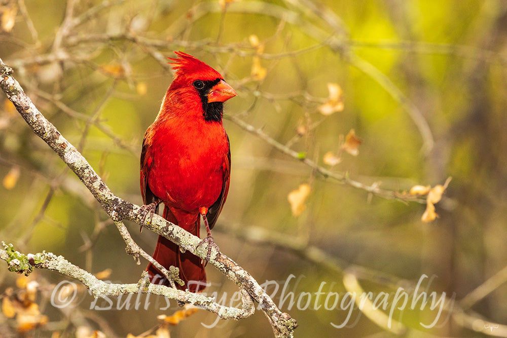 Northern Cardinal