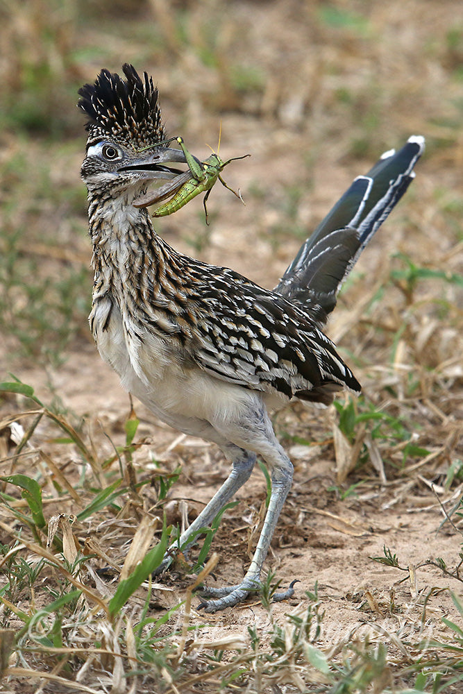 Greater Roadrunner