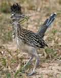 Greater Roadrunner