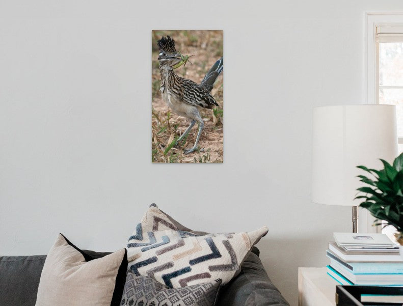 Greater Roadrunner