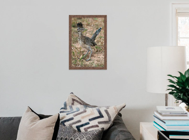 Greater Roadrunner