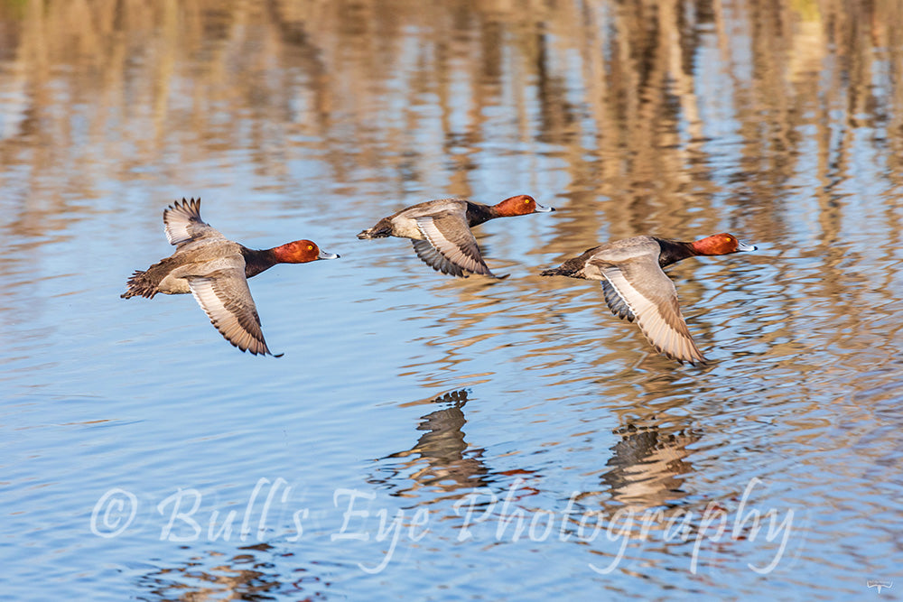 Redheads Flying Low Over Lake