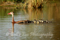 Whistling Duck Family