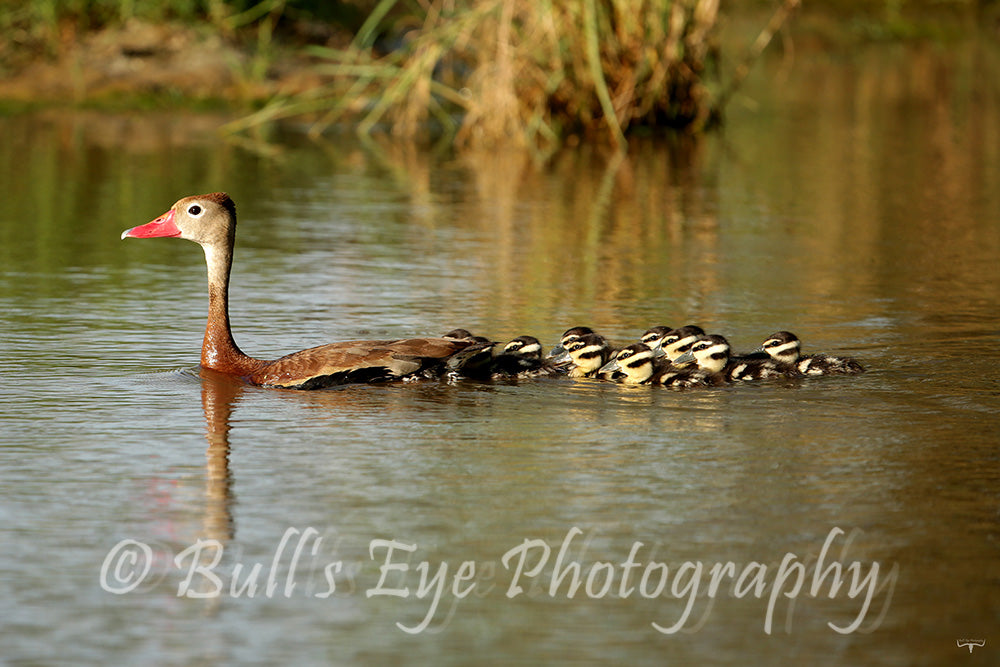 Whistling Duck Family