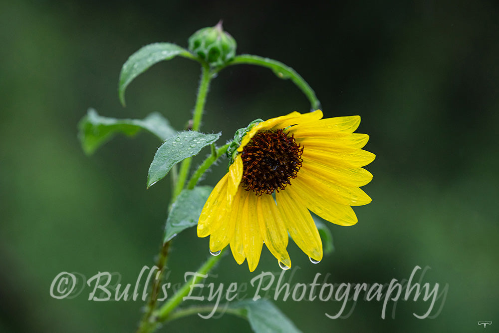"The Teary Sunflower"