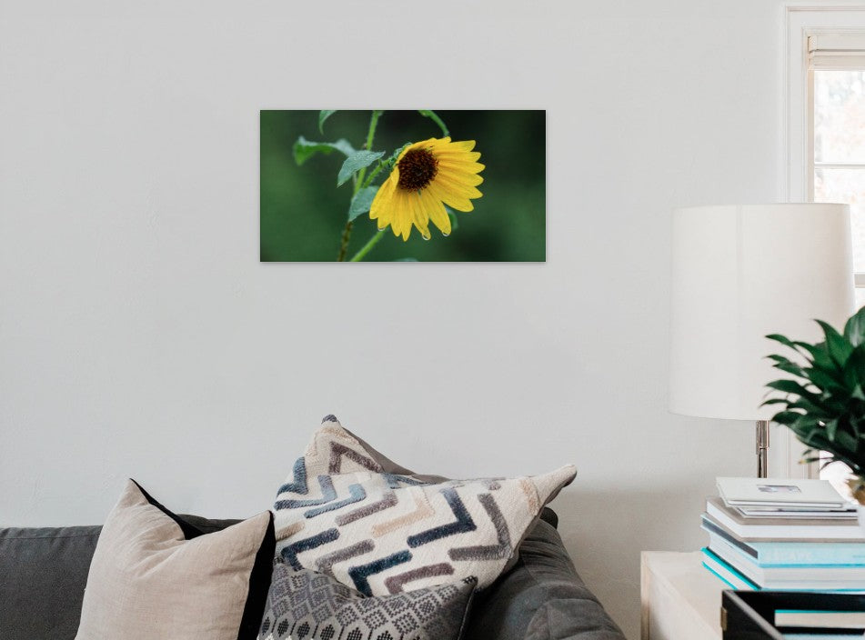 "The Teary Sunflower"