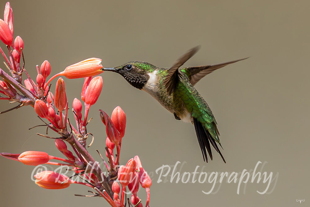 Where is the Nectar?
