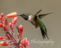 Where is the Nectar?