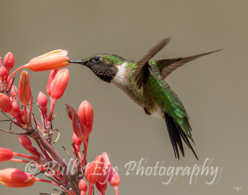 Where is the Nectar?