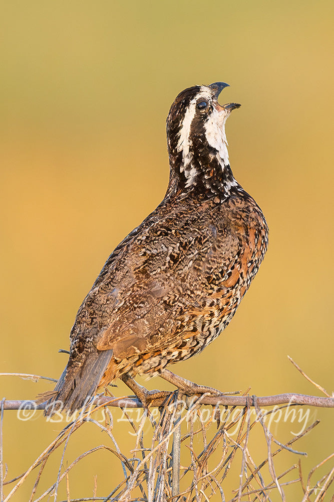The Bobwhite Quail