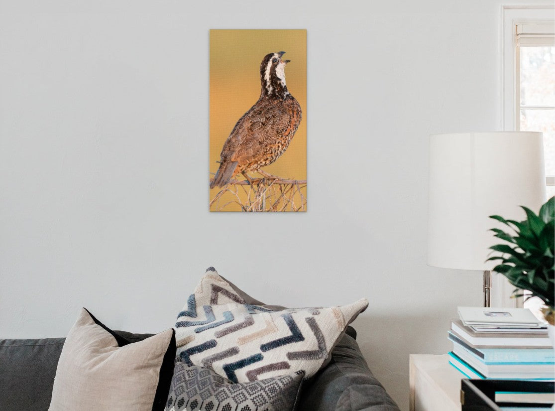 The Bobwhite Quail