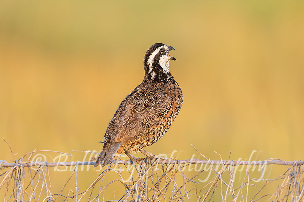 Bobwhite Quail