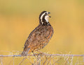 Bobwhite Quail