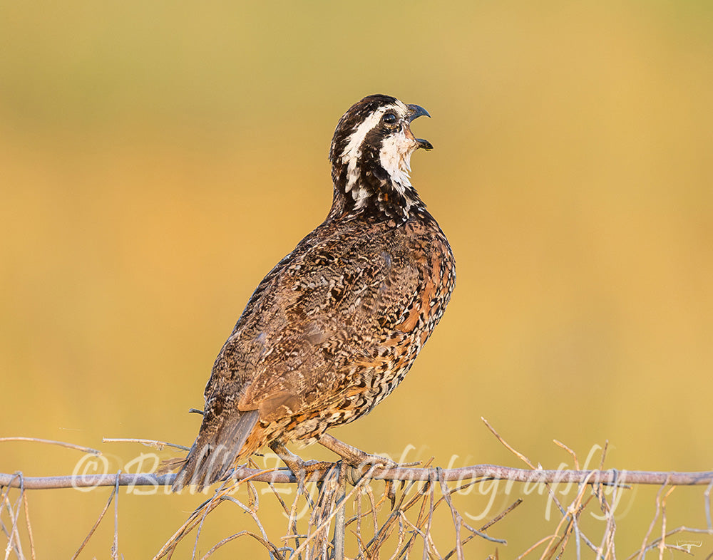 Bobwhite Quail