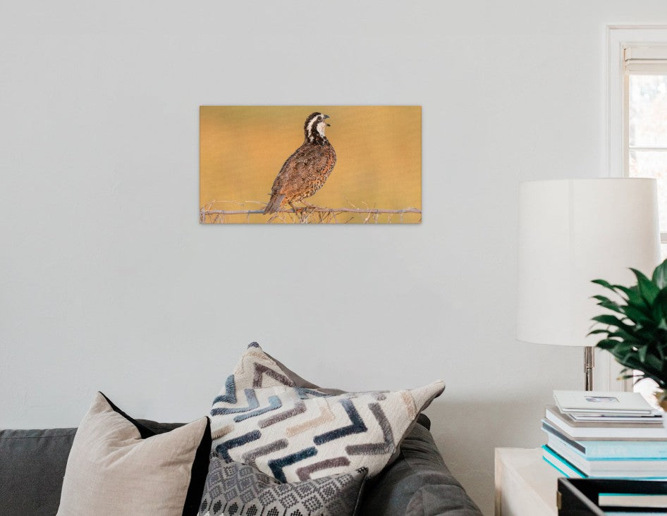 Bobwhite Quail