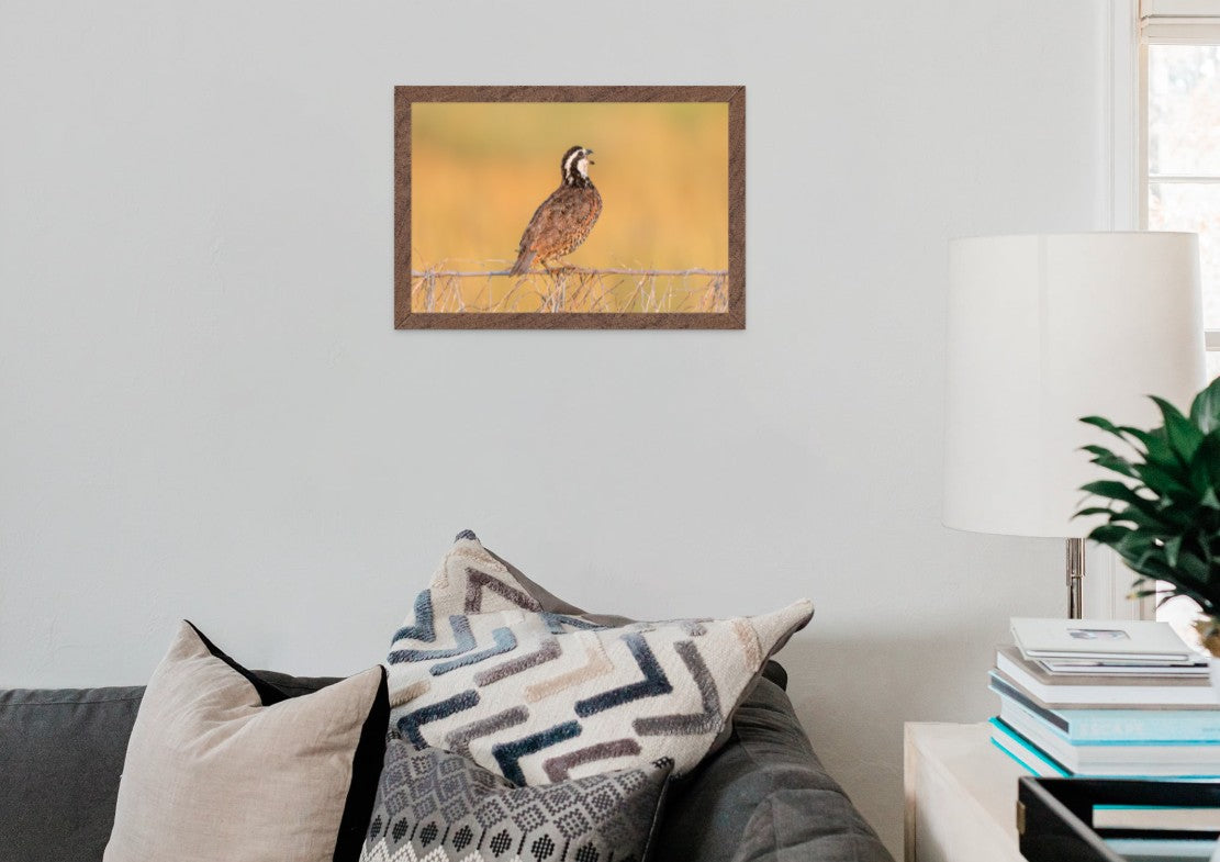 Bobwhite Quail