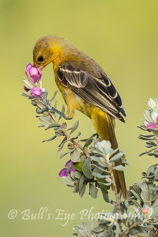 Female Oriole
